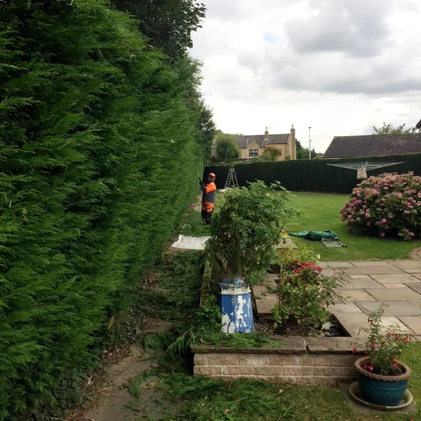 Tall Hedge trimming - a little tidying up - No problem