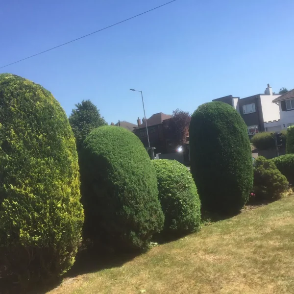 Topiary hedges cut